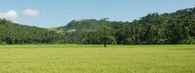 Rice field