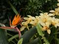 Bird of paradise and tropical orchids