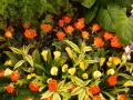 Orange Rosen und gelbe Calla-Lilien