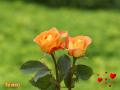 Rosas naranjas y corazones