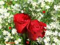 Rosas rojas