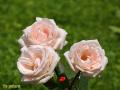 Rosas rosadas