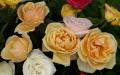 Rosas bellas