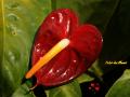 Anthurium roja - Fondos de pantalla madre