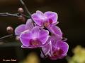 Orquídea purpúrea