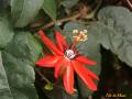 Flor roja Passiflora