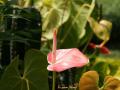 Anthurium rosada - Fondo dia de la madre