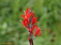 Canna roja - Fondo dia de la madre