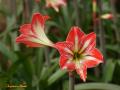 Flores Amaryllis - Dia de las madres