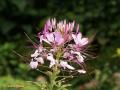 Flores Cleome hassleriana