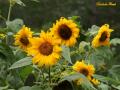 Girasoles