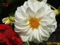 Dalia blanca con corazones de amor