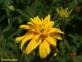 Flor amarilla con corazones de amor