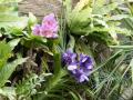 Orquideas tropicales