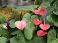 Flor de anturios rojos - Anthurium