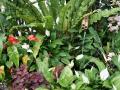 Jardin tropical - Flor de anturios rosa y blanca - Anthurium