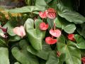 Flor de anturios rosas y rojos - Anthurium