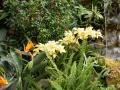 Flor de Strelitzia y Orquideas