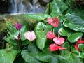 Jardin con cascada - Flores de anturios rosas y rojos - Anthurium