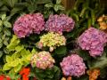 Jardin tropical con Hortensia