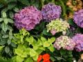 Jardin tropical con Hortensia