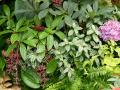 Jardin tropical con Hortensia y Medinilla magnifica