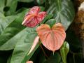 Flores de anturios rojos - Anthurium