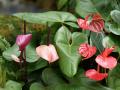 Flores de anturios rojos - Anthurium