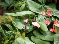 Flores de anturios rojos - Anthurium