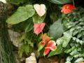 Flores de anturios rojos - Anthurium