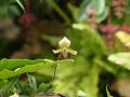 Orquidea