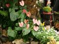 Flores de anturios - Anthurium