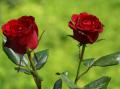 Rosas rojas hermosas - foto-fondo