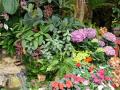 Jardin fleurs tropicales