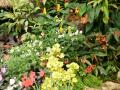 Jardin fleurs tropicales