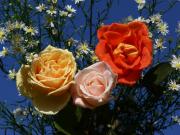 les plus belles roses - photo