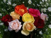 les plus belles roses - photo