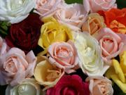 les plus belles roses - photo