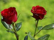 les plus belles roses - photo