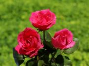 les plus belles roses - photo