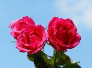 les plus belles roses - photo