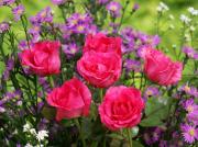 les plus belles roses - photo