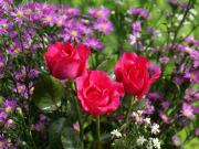 les plus belles roses - photo