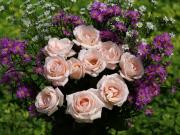 les plus belles roses - photo