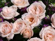 les plus belles roses - photo