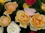 les plus belles roses - photo