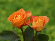 les plus belles roses - photo