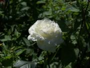 rose blanche - photo