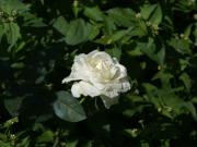 rose blanche - photo