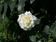 rose blanche - photo